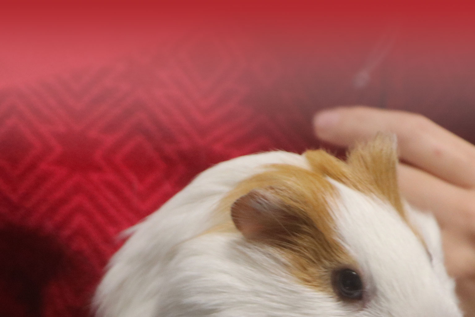 pathology-of-laboratory-animals-phd-course-in-veterinary-and-animal