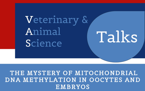 The mystery of mitochondrial DNA methylation in oocytes and embryos